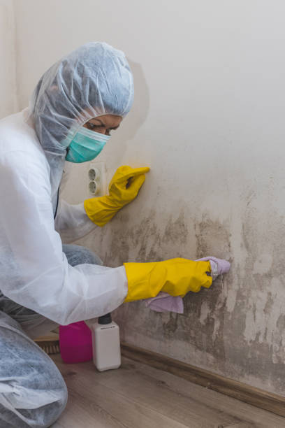 Best Environmental Consulting for Mold Prevention  in Powell, WY