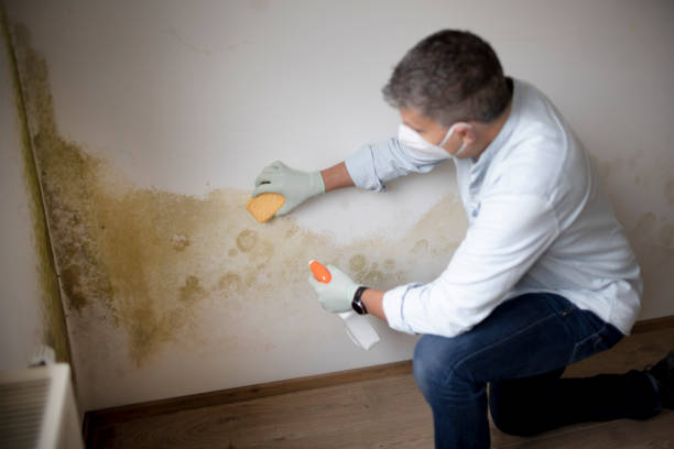 Professional Mold Removal in Powell, WY